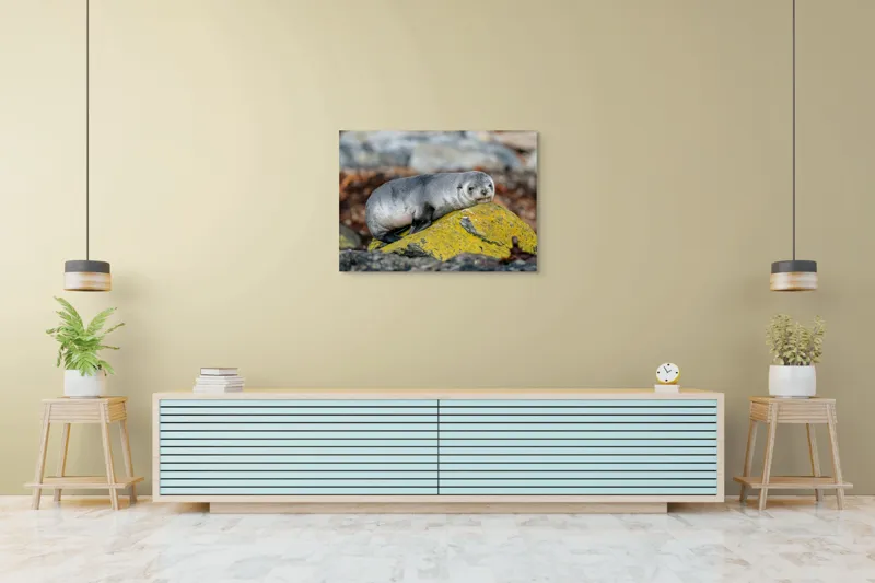 Tablou Canvas, "Pui de focă odihnindu-se pe piatră", Seal, Rock, Resting, Relaxed, Nature, Wildlife, Grey, Yellow, Contemplative, 100 x 70 cm – poza 4
