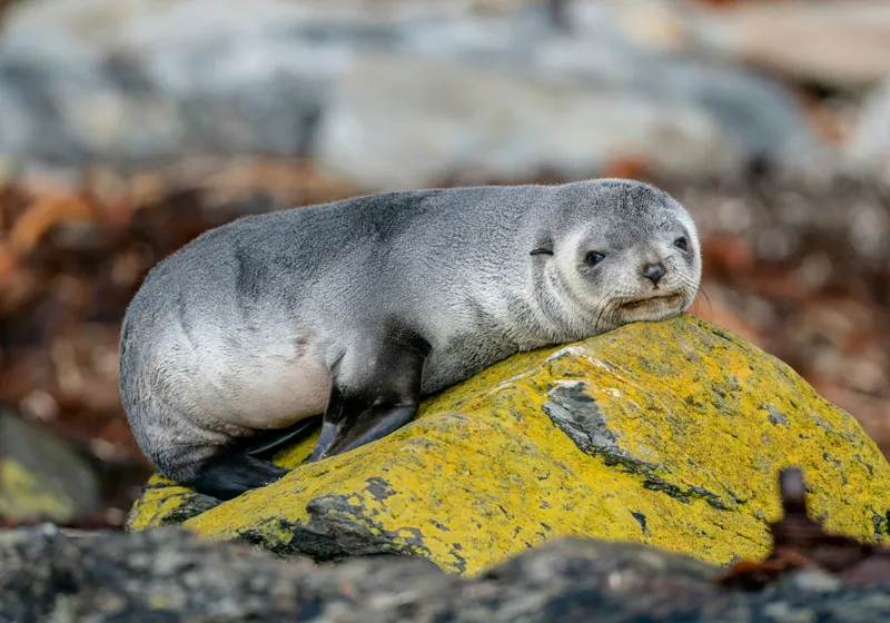 Tablou Canvas, "Pui de focă odihnindu-se pe piatră", Seal, Rock, Resting, Relaxed, Nature, Wildlife, Grey, Yellow, Contemplative, 100 x 70 cm – poza 2