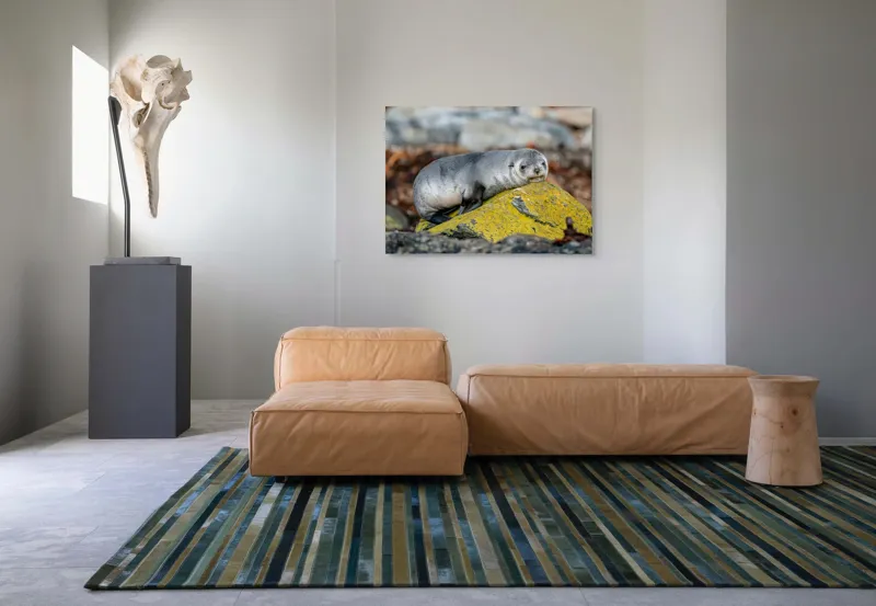 Tablou Canvas, "Pui de focă odihnindu-se pe piatră", Seal, Rock, Resting, Relaxed, Nature, Wildlife, Grey, Yellow, Contemplative, 100 x 70 cm – poza 7