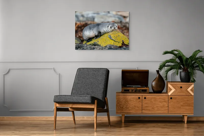 Tablou Canvas, "Pui de focă odihnindu-se pe piatră", Seal, Rock, Resting, Relaxed, Nature, Wildlife, Grey, Yellow, Contemplative, 100 x 70 cm – poza 8
