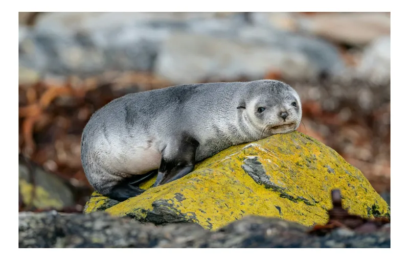 Tablou Canvas, "Pui de focă odihnindu-se pe piatră", Seal, Rock, Resting, Relaxed, Nature, Wildlife, Grey, Yellow, Contemplative, 54 x 39 cm