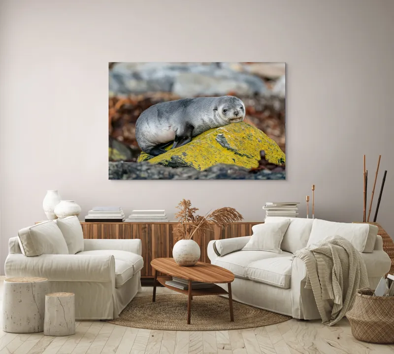 Tablou Canvas, "Pui de focă odihnindu-se pe piatră", Seal, Rock, Resting, Relaxed, Nature, Wildlife, Grey, Yellow, Contemplative, 150 x 100 cm – poza 3