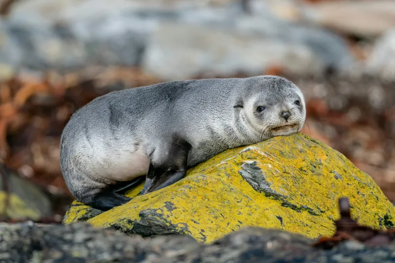 Tablou Canvas, "Pui de focă odihnindu-se pe piatră", Seal, Rock, Resting, Relaxed, Nature, Wildlife, Grey, Yellow, Contemplative, 150 x 100 cm – poza 2