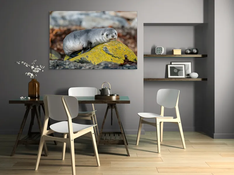Tablou Canvas, "Pui de focă odihnindu-se pe piatră", Seal, Rock, Resting, Relaxed, Nature, Wildlife, Grey, Yellow, Contemplative, 150 x 100 cm – poza 5