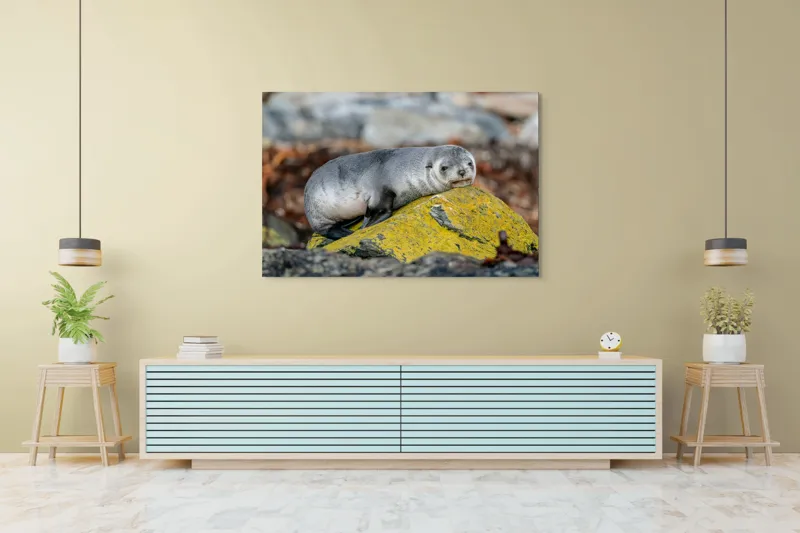 Tablou Canvas, "Pui de focă odihnindu-se pe piatră", Seal, Rock, Resting, Relaxed, Nature, Wildlife, Grey, Yellow, Contemplative, 150 x 100 cm – poza 6