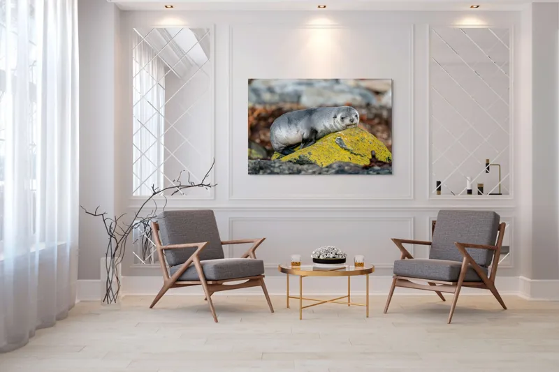 Tablou Canvas, "Pui de focă odihnindu-se pe piatră", Seal, Rock, Resting, Relaxed, Nature, Wildlife, Grey, Yellow, Contemplative, 150 x 100 cm – poza 7