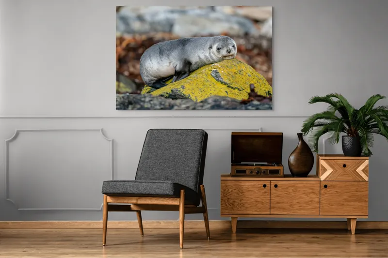 Tablou Canvas, "Pui de focă odihnindu-se pe piatră", Seal, Rock, Resting, Relaxed, Nature, Wildlife, Grey, Yellow, Contemplative, 150 x 100 cm – poza 8
