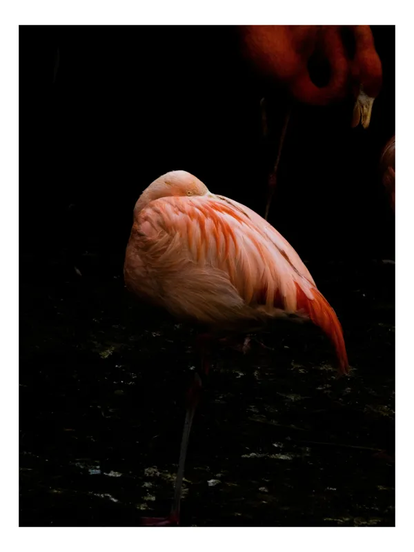 Tablou Canvas, "Flamingo odihnindu-se pe un picior", Flamingo, Odihnă, Penaj, Roz, Întuneric, Lumină, Grație, Echilibru, 50 x 70 cm
