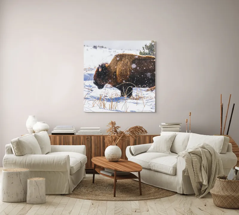 Tablou Canvas, "Bizon în peisaj de iarnă albă", Zăpadă, Bizon, Iarbă, Iarnă, Peisaj, Natura, Frig, Albul, Animal, Serenitate, 100 x 100 cm – poza 3