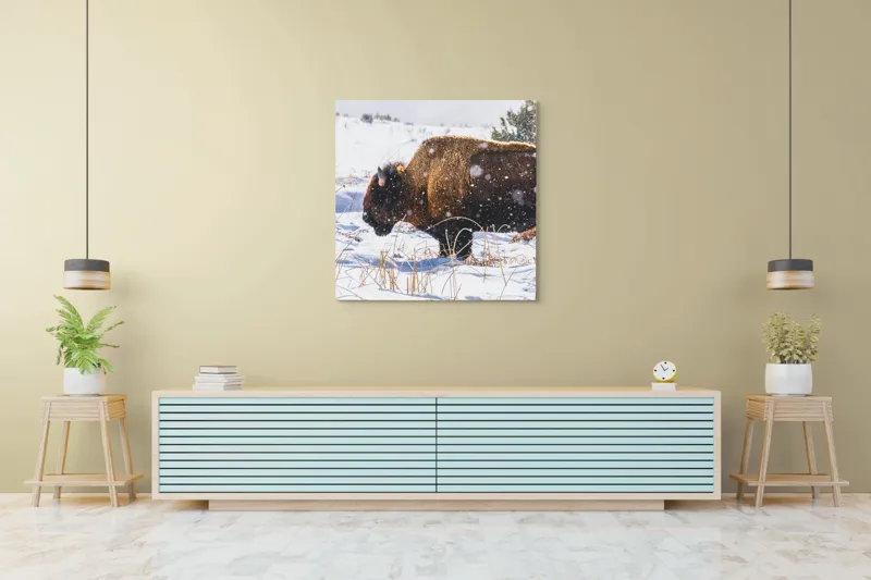 Tablou Canvas, "Bizon în peisaj de iarnă albă", Zăpadă, Bizon, Iarbă, Iarnă, Peisaj, Natura, Frig, Albul, Animal, Serenitate, 100 x 100 cm – poza 5