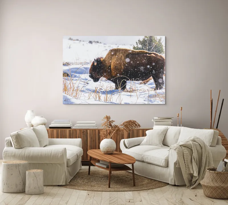 Tablou Canvas, "Bizon în peisaj de iarnă albă", Zăpadă, Bizon, Iarbă, Iarnă, Peisaj, Natura, Frig, Albul, Animal, Serenitate, 150 x 100 cm – poza 3