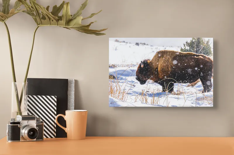 Tablou Canvas, "Bizon în peisaj de iarnă albă", Zăpadă, Bizon, Iarbă, Iarnă, Peisaj, Natura, Frig, Albul, Animal, Serenitate, 39 x 26 cm – poza 3