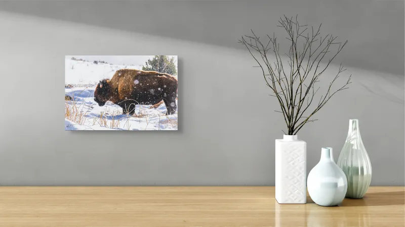 Tablou Canvas, "Bizon în peisaj de iarnă albă", Zăpadă, Bizon, Iarbă, Iarnă, Peisaj, Natura, Frig, Albul, Animal, Serenitate, 39 x 26 cm – poza 8