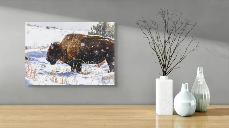 Tablou Canvas, "Bizon în peisaj de iarnă albă", Zăpadă, Bizon, Iarbă, Iarnă, Peisaj, Natura, Frig, Albul, Animal, Serenitate, 54 x 39 cm – poza 3