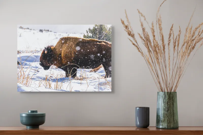 Tablou Canvas, "Bizon în peisaj de iarnă albă", Zăpadă, Bizon, Iarbă, Iarnă, Peisaj, Natura, Frig, Albul, Animal, Serenitate, 54 x 39 cm – poza 4