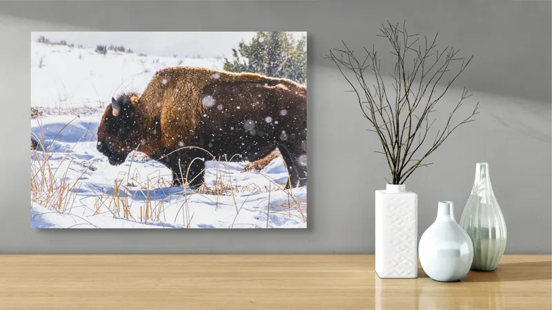 Tablou Canvas, "Bizon în peisaj de iarnă albă", Zăpadă, Bizon, Iarbă, Iarnă, Peisaj, Natura, Frig, Albul, Animal, Serenitate, 70 x 50 cm – poza 3