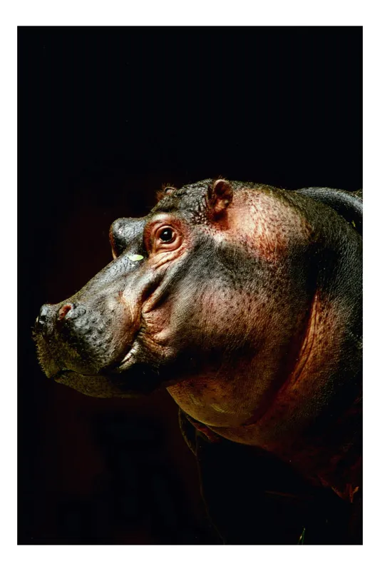 Tablou Canvas, "Hipopotamul în lumina crepusculară africana", Nu știu cine este în imagine., 50 x 90 cm