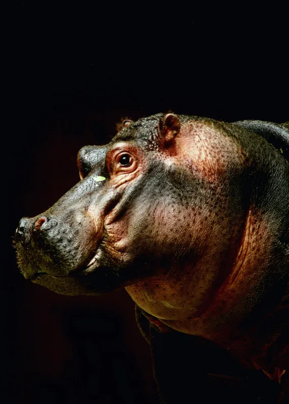 Tablou Canvas, "Hipopotamul în lumina crepusculară africana", 50 x 70 cm – poza 2