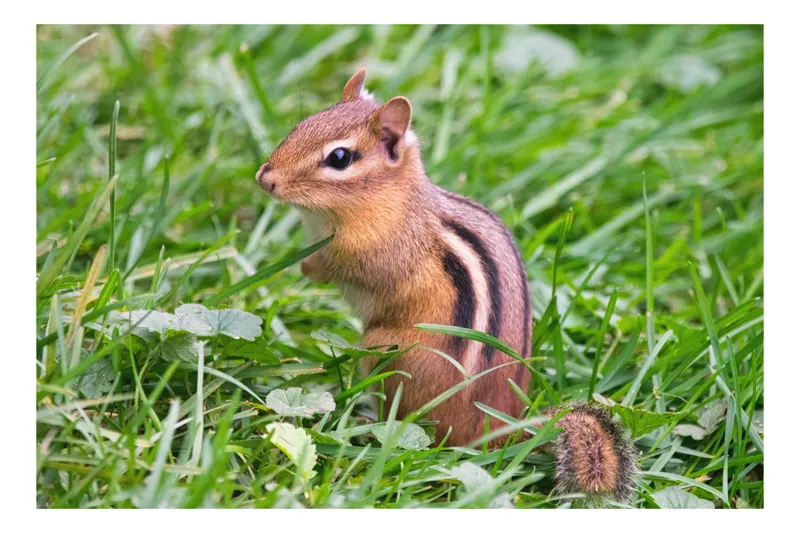 Tablou Canvas, "Veverița în iarbă verde strălucitoare", Chipmunk, Grass, Stripes, Alert, Nature, Whiskers, Brown, Green, 70 x 50 cm