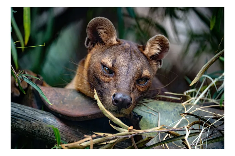 Tablou Canvas, "Nu știu cine este în imagine.", Nu pot spune cine este în imagine., 54 x 39 cm
