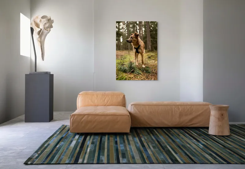 Tablou Canvas, "Câine curajos în pădurea de conifere", Câine, Pădure, Brazi, Aventură, Frunze, Natură, Liniște, Blană, Căutare, Explorare, 70 x 100 cm – poza 7