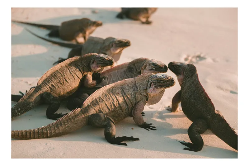 Tablou Canvas, "Grup de iguane pe plajă pustie", Iguane, Plajă, Soare, Nisip, Natură, Sălbăticie, Grup, Reptile., 70 x 50 cm
