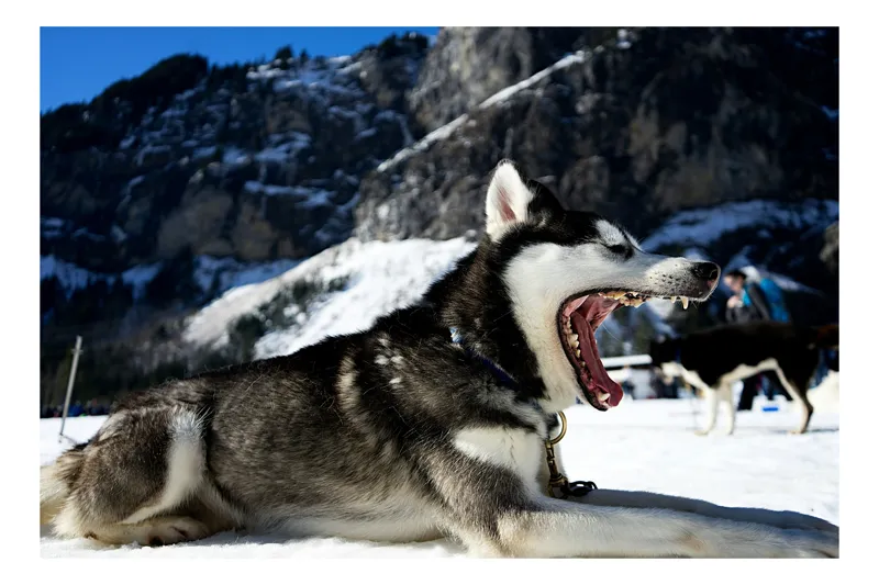 Tablou Canvas, "Husky în peisajul montan înghețat", Iartă-mă, nu pot să spun dacă câinele din imagine este de o anumită rasă. Pot să te ajut cu altceva?, 54 x 39 cm