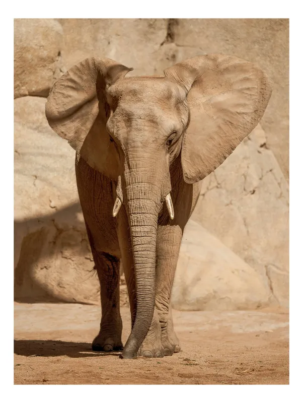 Tablou Canvas, "Elefant impunător în peisaj arid", Elefant, Urechi, Colti, Piele, Desert, Umbra, Majestuozitate, Liniste, 50 x 90 cm