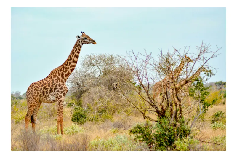 Tablou Canvas, "Girafele cercetând savana africană liniștită", Girafă, Savana, Vegetație, Tufișuri, Cer, Africa, Peisaj, Natură, Faună, Lungime, Gât, Copaci, Pășunat, 150 x 100 cm