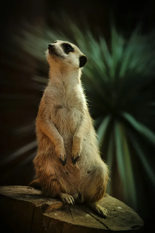 Tablou Canvas, "Suricata veghează cerul înstelat", Meerkat, Veghe, Curiozitate, Suprafață, Spațiu, Verdeață, Textură, Calm, Observare, Tandrețe, 100 x 150 cm – poza 2
