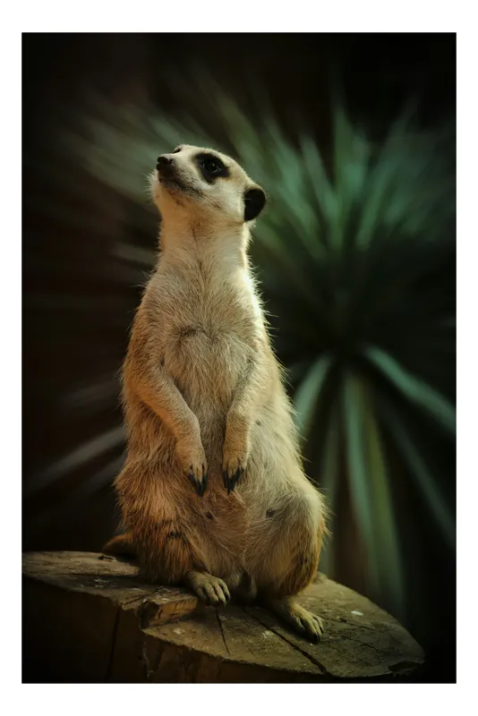 Tablou Canvas, "Suricata veghează cerul înstelat", Meerkat, Veghe, Curiozitate, Suprafață, Spațiu, Verdeață, Textură, Calm, Observare, Tandrețe, 70 x 100 cm