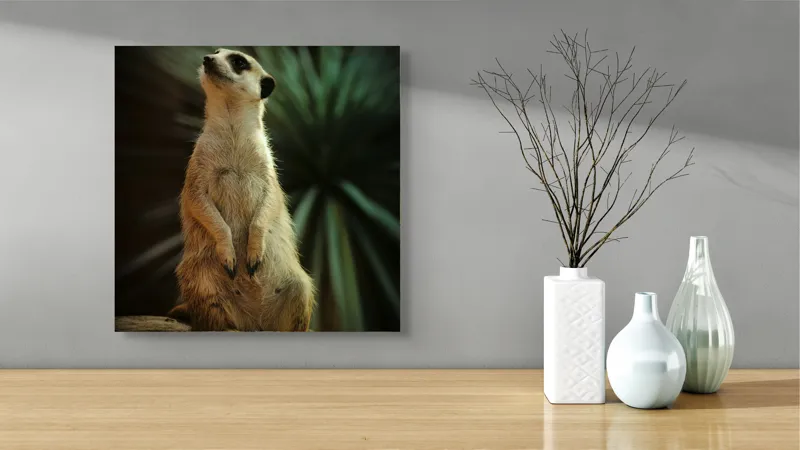Tablou Canvas, "Suricata veghează cerul înstelat", Meerkat, Veghe, Curiozitate, Suprafață, Spațiu, Verdeață, Textură, Calm, Observare, Tandrețe, 50 x 50 cm – poza 3
