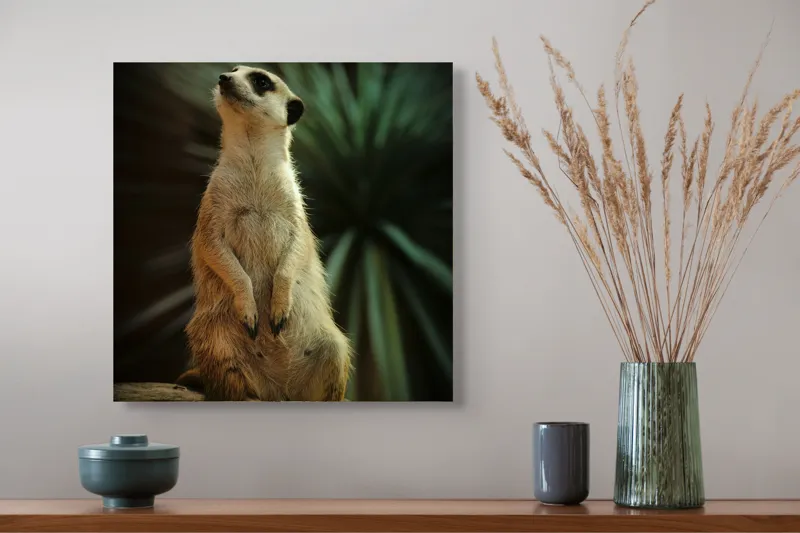 Tablou Canvas, "Suricata veghează cerul înstelat", Meerkat, Veghe, Curiozitate, Suprafață, Spațiu, Verdeață, Textură, Calm, Observare, Tandrețe, 50 x 50 cm – poza 4