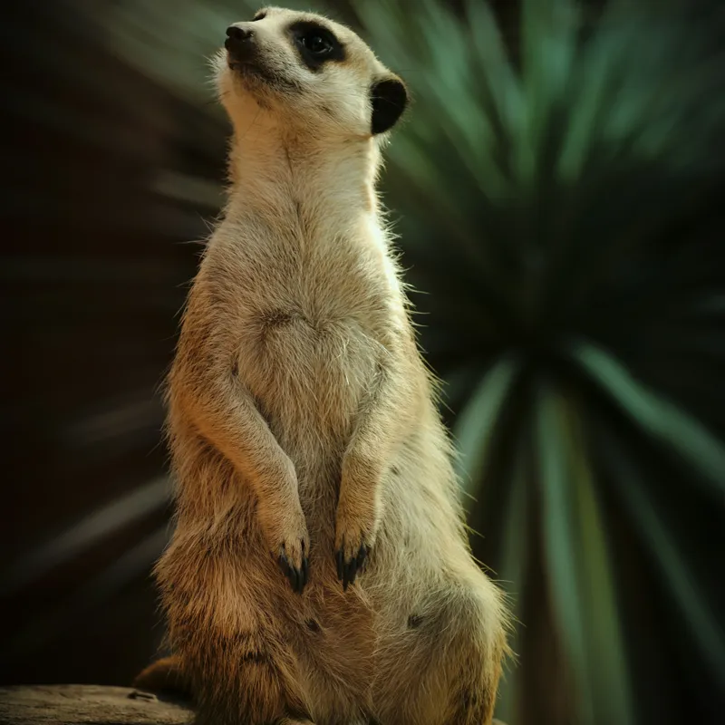 Tablou Canvas, "Suricata veghează cerul înstelat", Meerkat, Veghe, Curiozitate, Suprafață, Spațiu, Verdeață, Textură, Calm, Observare, Tandrețe, 50 x 50 cm – poza 2