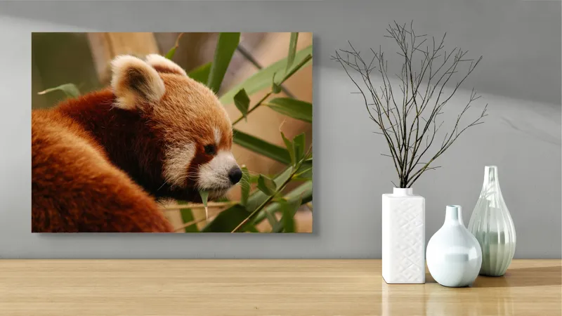 Tablou Canvas, "Panda roșu savurând bambus proaspăt", Iepure, Frunze, Blană, Privire, Natură, Bambus, Roz, Roșcat, Botic, Urechi, Mediu, 70 x 50 cm – poza 3