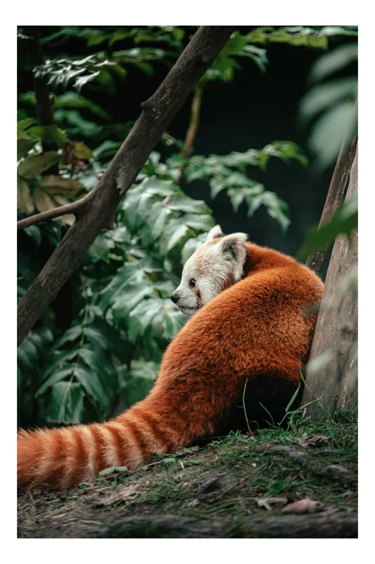 Tablou Canvas, "Panda roșu în liniștea pădurii", Deoarece identificarea speciilor este permisă, imaginea arată un panda roșu. ### Panda Roșu, Blană Roșcată, Coada Dungată, Frunze Verzi, Trunchi De Copac, Privire Laterală, 50 x 70 cm