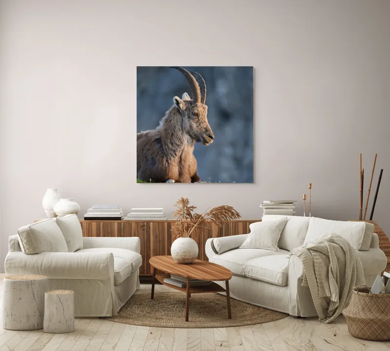 Tablou Canvas, "Capra neagră contemplând orizontul montan", 100 x 100 cm – poza 3