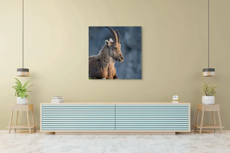 Tablou Canvas, "Capra neagră contemplând orizontul montan", 100 x 100 cm – poza 5