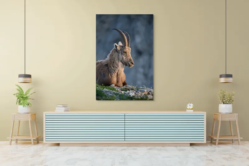 Tablou Canvas, "Capra neagră contemplând orizontul montan", 100 x 150 cm – poza 4