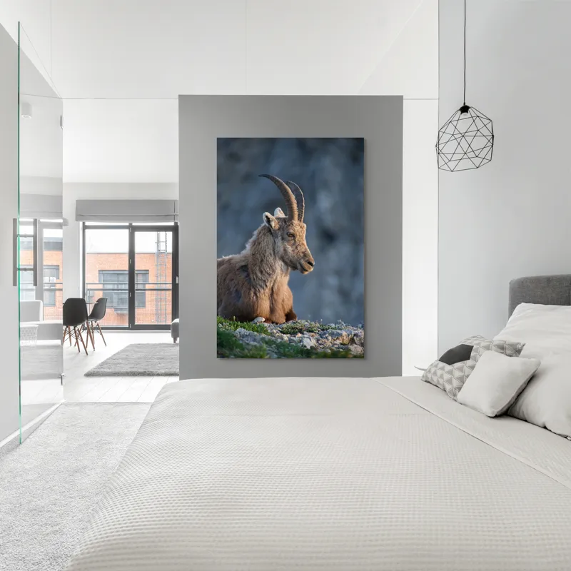 Tablou Canvas, "Capra neagră contemplând orizontul montan", 100 x 150 cm – poza 5