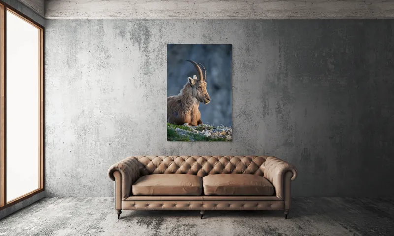 Tablou Canvas, "Capra neagră contemplând orizontul montan", 100 x 150 cm – poza 6