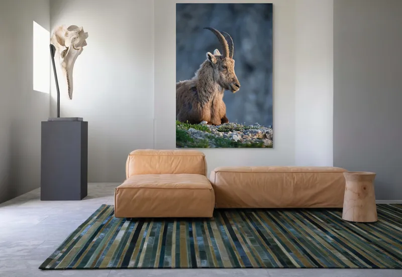 Tablou Canvas, "Capra neagră contemplând orizontul montan", 100 x 150 cm – poza 7