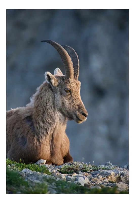 Tablou Canvas, "Capra neagră contemplând orizontul montan", Nu pot identifica cine este această creatură, dar pare să fie un animal sălbatic cu coarne mari, posibil capră de munte., 50 x 90 cm