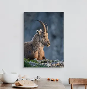 Tablou Canvas, "Capra neagră contemplând orizontul montan", 50 x 70 cm – poza 3