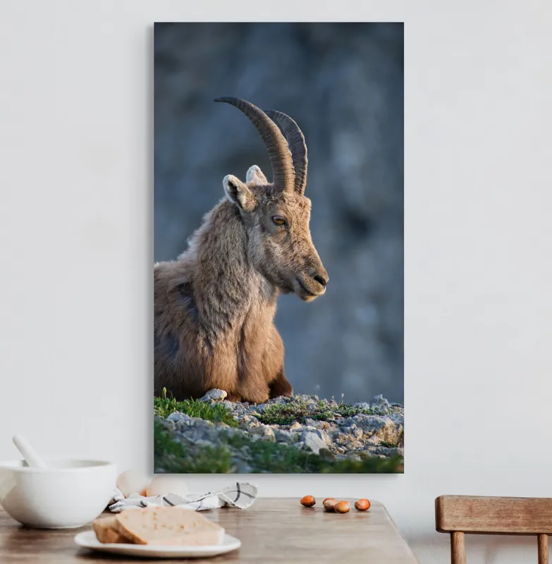Tablou Canvas, "Capra neagră contemplând orizontul montan", 50 x 90 cm – poza 3