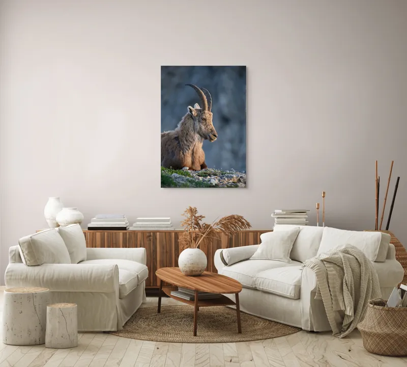 Tablou Canvas, "Capra neagră contemplând orizontul montan", 70 x 100 cm – poza 4