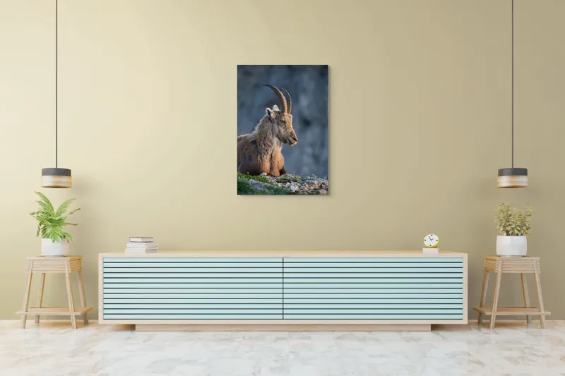Tablou Canvas, "Capra neagră contemplând orizontul montan", 70 x 100 cm – poza 5