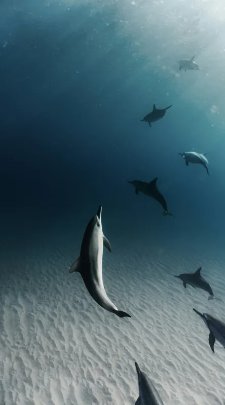 Tablou Canvas, "Dansul grațios al delfinilor sub apă", Delfini, Ocean, Lumina, Nisip, Albastru, Curent, Armonie, Explorare, 50 x 90 cm – poza 2