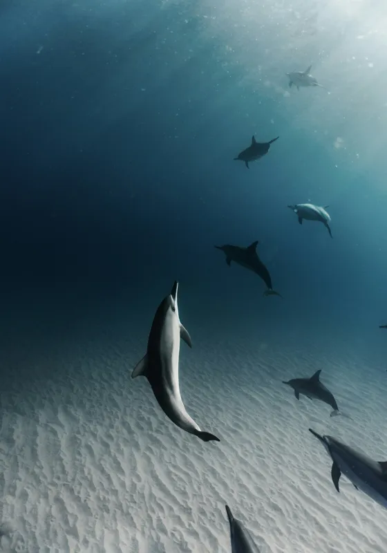 Tablou Canvas, "Dansul grațios al delfinilor sub apă", Delfini, Ocean, Lumina, Nisip, Albastru, Curent, Armonie, Explorare, 70 x 100 cm – poza 2