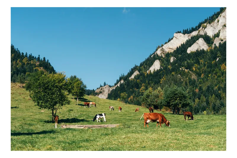 Tablou Canvas, "Vaci pășunând într-o poiană montană", Natură, Munți, Cer, Brazi, Vaci, Verdeață, Pășune, Copaci, Senin, Pădure, 150 x 100 cm